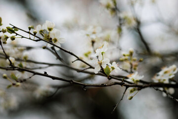 Obraz premium Shallow depth of field (selective focus) image with an apple tree flowers in bloom during a spring evening.