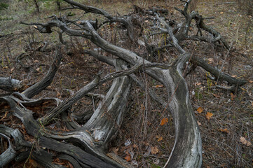 Forest in late autumn. Bare tree branches without leaves.