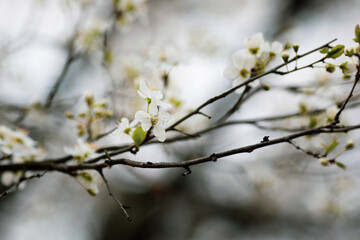 Shallow depth of field (selective focus) image with an apple tree flowers in bloom during a spring evening.