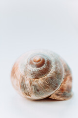 the texture of an old spiral snail shell. grape snail shell close-up. Pastel toning. vertical image