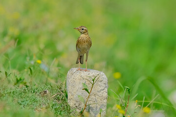 Paddyfield Pipit