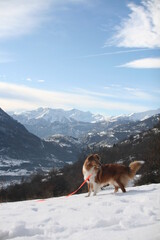 Chien dans les Alpes