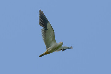 Black-winged / Black-shouldered Kite