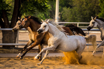 Arabian Horses running in stable 
