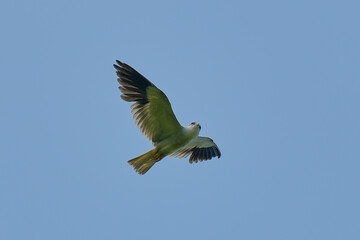 Black-winged / Black-shouldered Kite