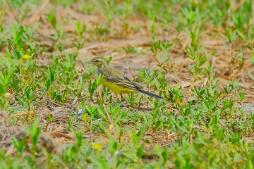 Yellow Wagtail