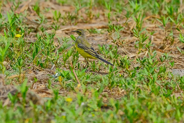 Yellow Wagtail