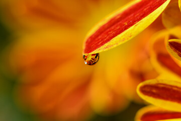 Detail of flower with drop of water