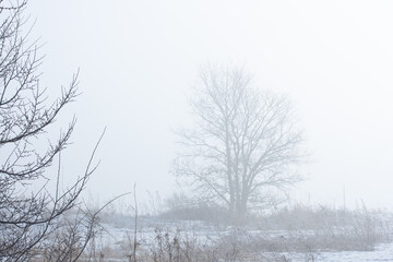 A tree in the morning mist in April