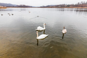 Swans on the Gorodishchenskoe lake near the Slovenian springs (springs of the Twelve Apostles). Pechory, Russia 