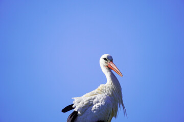 White stork with cloudless blue sky in the background. Ciconiidae