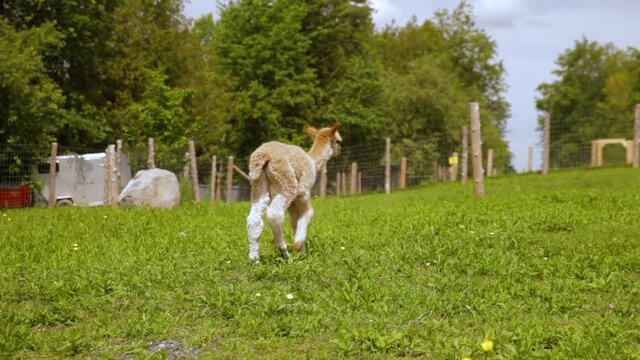 Playful video featuring a sheared alpaca, staring at camera and running around the grassy filed, fence and tall trees can be seen in the background. 