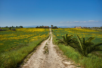 fields and flowers in spring around Pachino Syracuse in Sicily and the typical farmhouses