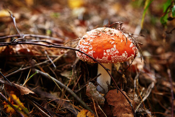 Red fly agaric in autumn forest. Poisonous mushroom. Amanita muscaria, closeup