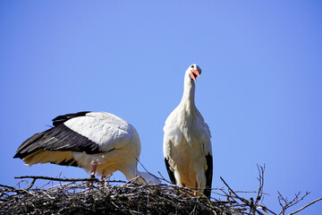 Pair of storks in a nest with blue sky in the background