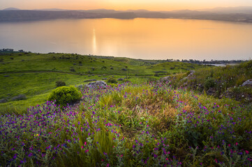 Naklejka na ściany i meble Peaceful orange sunset over the Sea of Galilee, with flower-covered hill slope in the foreground, and the city of Tiberias and surrounding hills, including the Arbel cliff in the background; Israel