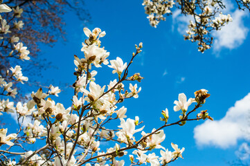 spring bloomed, magnolia blossomed pink buds and white