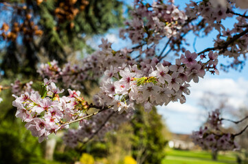 cherry sakura flowers on blue sky
