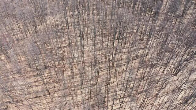 Dense Forest of Maple Trees in Spring 4k Aerial Drone Showcasing Pails Collecting Sap for Production of Maple Syrup. Camera Tilts Up Revealing Sky