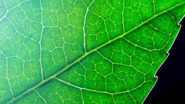 Translucent structure of a green leaf with sun highlights. Green leaf in sunshine, extreme close-up, macro. 4K video animation high quality. ProRes 422 HQ.