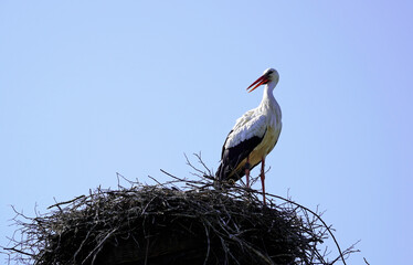 Storch in seinem Storchennest mit strahlend blauem  Himmel im Hintergrund. Gro&szlig;er Vogel mit schwarz wei&szlig;em Gefieder. Ciconiidae
