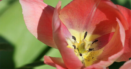 Fototapeta na wymiar red tulip closeup .beautiful tulip landscape wallpaper