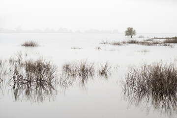 Still morning on the Sea of Galilee, with reeds and grass in high water and a lone tree in the hazy background