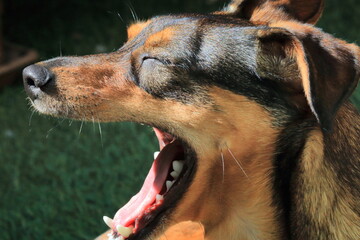 cane che sbadiglia, dog yawning 