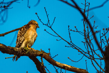 owl on branch