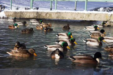 Wild ducks swim in the lake in winter, frosty sunny day. Birds