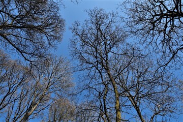 British trees against a blue sky