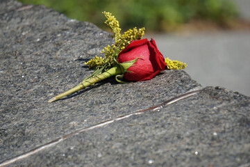 Single Rose on stone wall