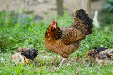 Mother hen with child chicken