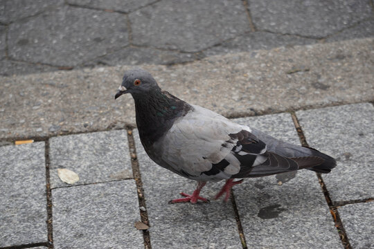 Pigeon on the sidewalk