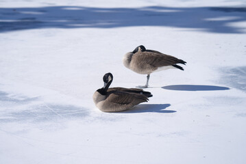 Canada Geese basking in the sun on the ice in the morning