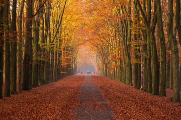 A beech lane in autumnal colours