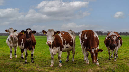 Fototapeta na wymiar Five curious cows in the pasture.