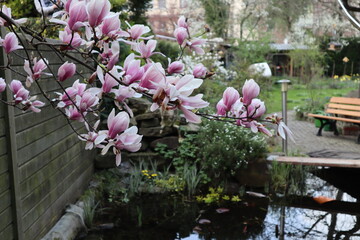 Fototapeta na wymiar Magnolie Aufblühen Blume Garten Teich Blüten Natur Frühling Bank Pink Pflanzen 