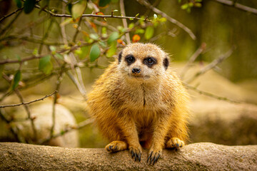 Erdmännchen