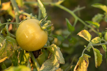 Obraz premium Green tomato in tree on the garden