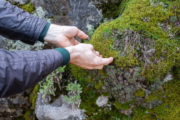 close-up of a man's hands tearing moss from stones in the forest