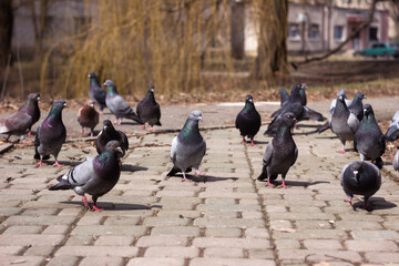 Fototapeta premium A flock of gray, black and brown pigeons walks on paving slabs on a spring day. A lot of bird on the street.