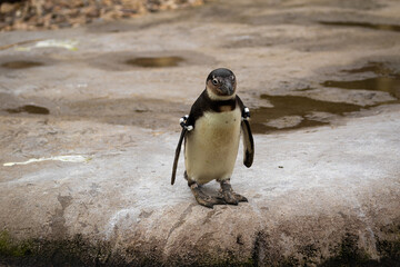 Naklejka premium Pinguin im Zoom Zoo