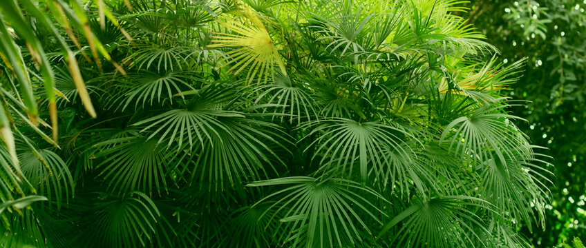 Palm and Fern tropical plants leaf. Nature green background. © Liliia