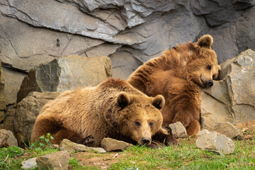 Grizzly Bär
