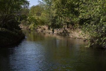 river in the forest