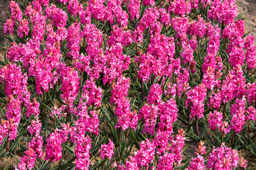 Fototapeta na wymiar A bulb field full of pink flowering hyacinths in the bulb region in the Netherlands.