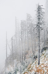 Late autumn frozen Forest in Cozia National Park, Romania