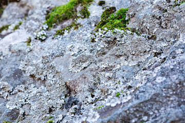 close-up of a stone overgrown with lichen and moss