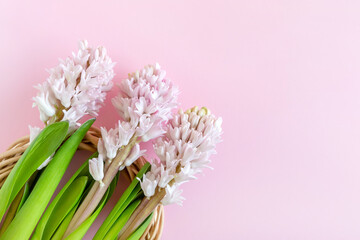 Happy Easter! Three hyacinth flowers on pastel pink background with copy space for text